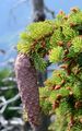 Gewöhnliche Fichte - Picea abies (L.) H. Karst.