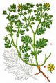 Paradox Cinquefoil - Potentilla supina L.