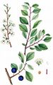 Wild Plum - Prunus domestica L.