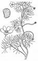 Haarblättriger Wasserhahnenfuß - Ranunculus trichophyllus Chaix