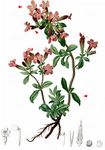 Kleines Seifenkraut - Saponaria ocymoides L. 