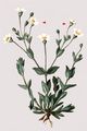 Rock Campion - Silene rupestris L.