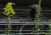 Kanadische Goldrute - Solidago canadensis L.