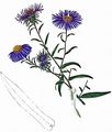Hairy Michaelmas-Daisy - Symphyotrichum novae-angliae (L.) G. L. Nesom
