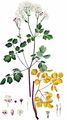 French Meadow-Rue - Thalictrum aquilegiifolium L.