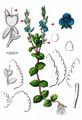 Germander Speedwell - Veronica chamaedrys L.