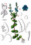 Gamander-Ehrenpreis - Veronica chamaedrys L. 