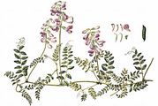 Wood Vetch - Vicia sylvatica L.