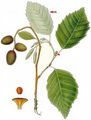 Grey Alder - Alnus incana (L.) Moench