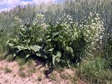 Horse-Radish - Armoracia rusticana P. Gaertn. , B. Mey. & Scherb.