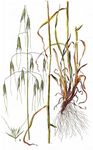 Tauber Hafer - Avena sterilis L. 