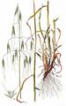Winter Wild-Oat - Avena sterilis L.