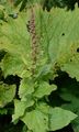 Good-King-Henry - Blitum bonus-henricus (L.) Rchb.