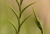 Tor-Grass - Brachypodium pinnatum (L.) P. Beauv.