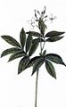 Pinnate Coralroot - Cardamine heptaphylla (Vill.) O. E. Schulz
