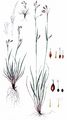 Haarstiel-Segge - Carex capillaris L.