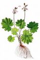 Matthioli-Primel - Cortusa matthioli L.