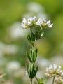  - Dorycnium pentaphyllum Scop.