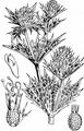 Sea-Holly - Eryngium maritimum L.
