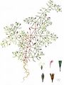 Mauer-Gipskraut - Gypsophila muralis L.