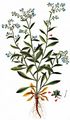 Nodding Stickseed - Hackelia deflexa (Wahlenb.) Opiz
