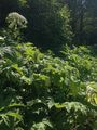 Giant Hogweed - Heracleum mantegazzianum Sommier & Levier