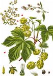 Gewöhnlicher Hopfen - Humulus lupulus L. 