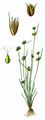 Kopf-Binse - Juncus capitatus Weigel