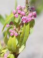 Sheep-Laurel - Kalmia angustifolia L.