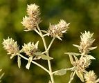 Branched Horehound - Marrubium peregrinum L.