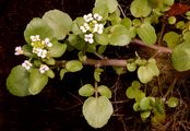 Water-Cress - Nasturtium officinale W. T. Aiton