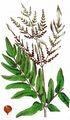 Royal Fern - Osmunda regalis L.