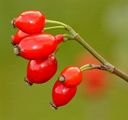 Red-Leaved Rose - Rosa glauca Pourr.