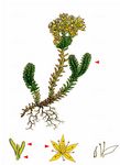 Milder Mauerpfeffer - Sedum sexangulare L. 