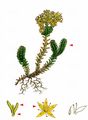 Tasteless Stonecrop - Sedum sexangulare L.