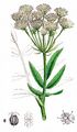 Greater Water-Parsnip - Sium latifolium L.