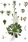 Nacktstängeliger Bauernsenf - Teesdalia nudicaulis (L.) W. T. Aiton 