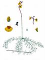 Verkannter Wasserschlauch - Utricularia australis R. Br.