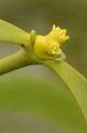 Mistletoe - Viscum album L.