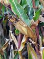 Mais - Zea mays L.