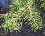 Colorado White-Fir - Abies concolor (Gordon) Hildebr.