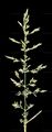 Weißes Straußgras - Agrostis stolonifera L.