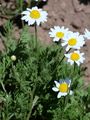 Ruthenian Chamomile - Anthemis ruthenica M. Bieb.