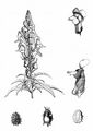 Snapdragon - Antirrhinum majus L.