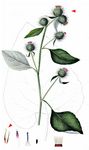 Hain-Klette - Arctium nemorosum Lej. 