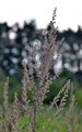 Gewöhnlicher Beifuß - Artemisia vulgaris L.