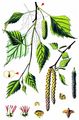 Silver Birch - Betula pendula Roth