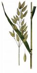 Rescue-Gras - Bromus pseudosecalinus P. M. Sm. 