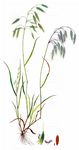 Sparrige Trespe - Bromus squarrosus L. 