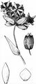 Hahnenfuß-Hasenohr - Bupleurum ranunculoides L.